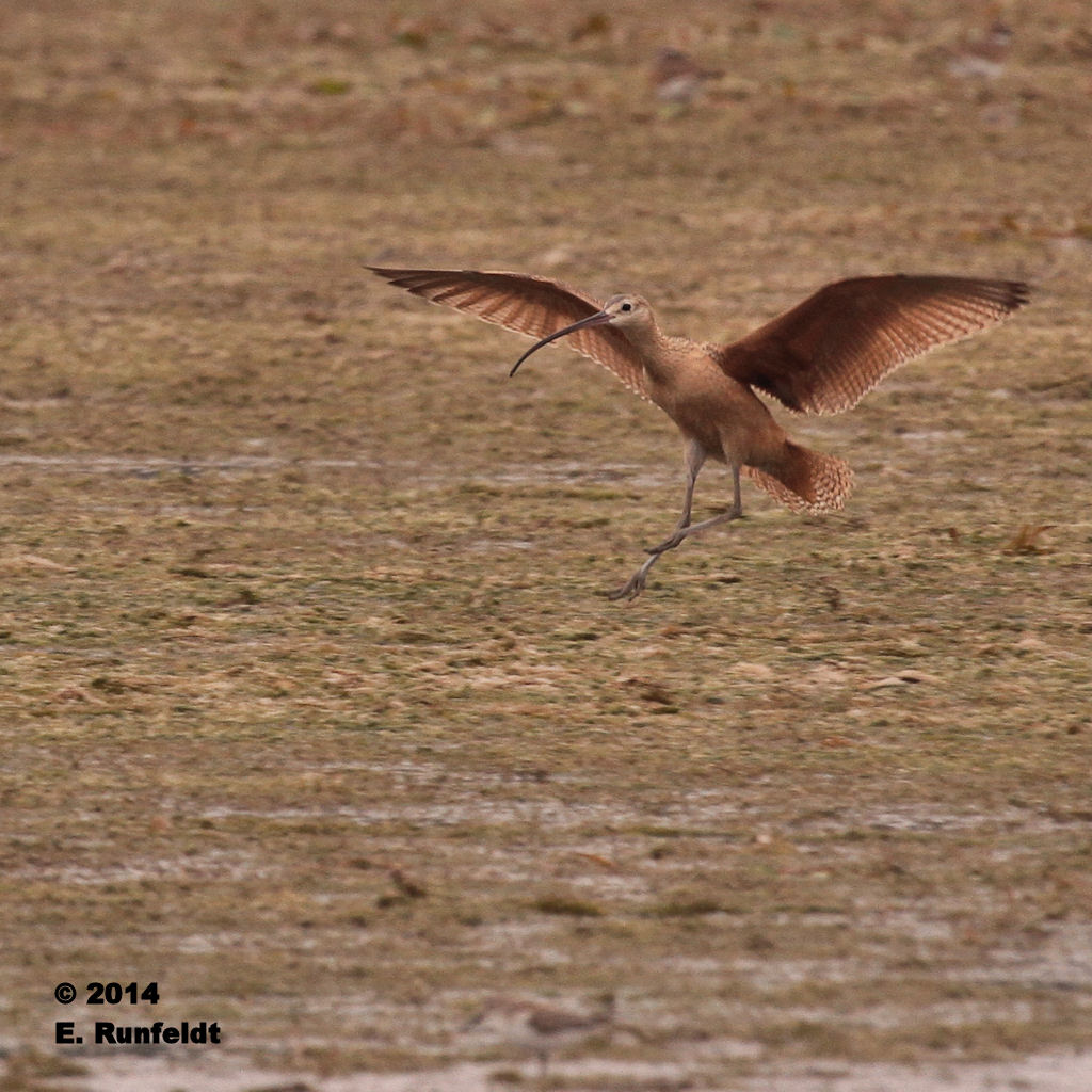 13Sept 461.jpg - Long-billed Curlew